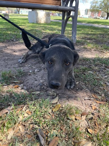 DAISY - German Shepherd Dog available for adoption