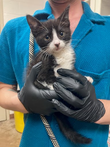 picture of the cat needing adoption