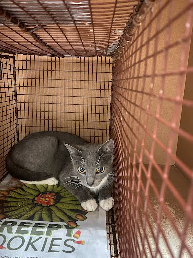 A929291 - Domestic Short Hair available for adoption