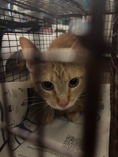 A929297 - Domestic Short Hair available for adoption
