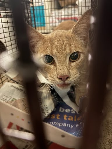 A929298 - Domestic Short Hair available for adoption