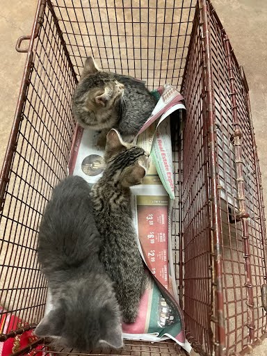A929300 - Domestic Short Hair available for adoption