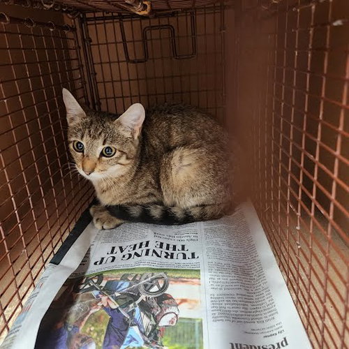 A929320 - Domestic Short Hair available for adoption