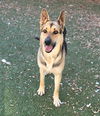 adoptable Dog in  named ESTRELLA