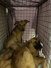 adoptable Dog in  named *SLEEPY