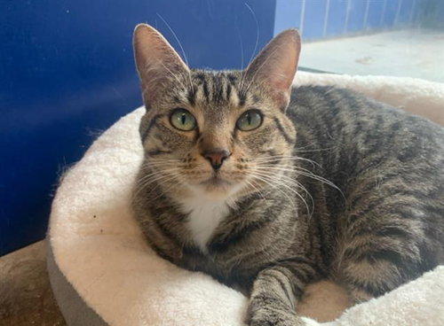DELILAH - Domestic Short Hair available for adoption