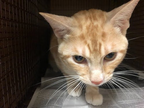 picture of the cat needing adoption
