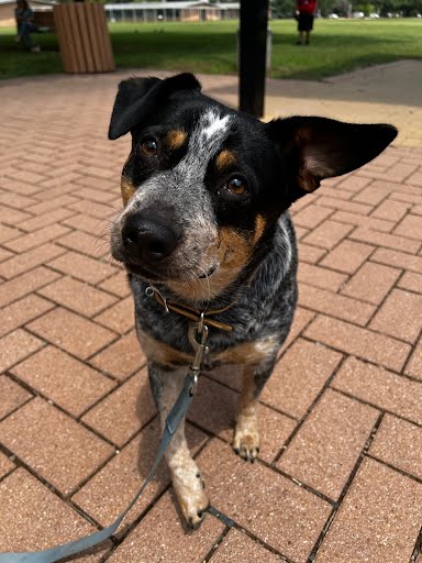 adoptable Dog in Austin, TX named AMELIE