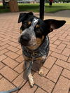 adoptable Dog in  named AMELIE