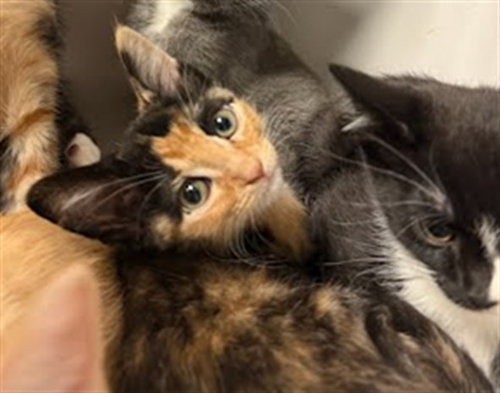 A928278 - Domestic Short Hair available for adoption