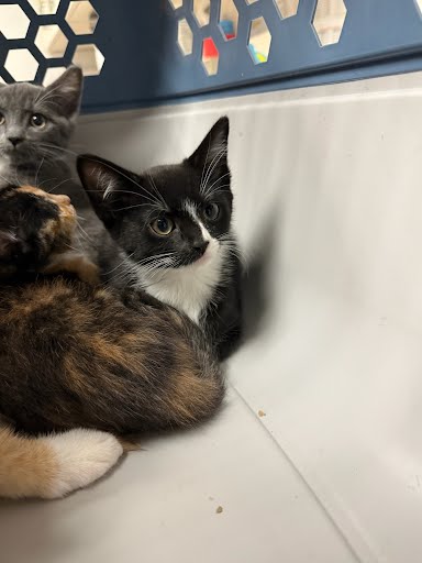 A928279 - Domestic Short Hair available for adoption