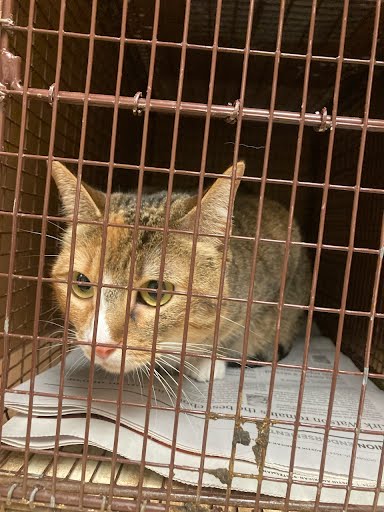 picture of the cat needing adoption