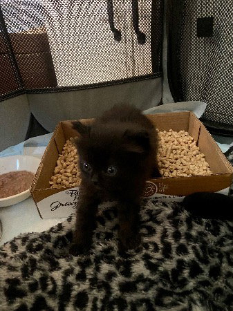 A928426 - Domestic Long Hair available for adoption