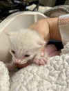 adoptable Cat in  named A928567