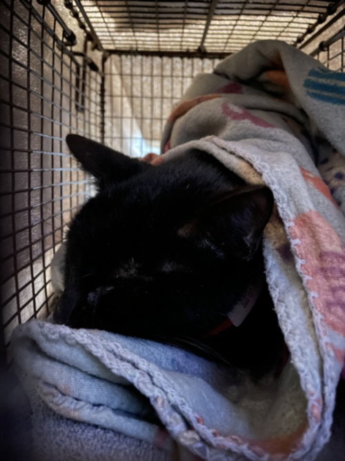 A929349 - Domestic Short Hair available for adoption
