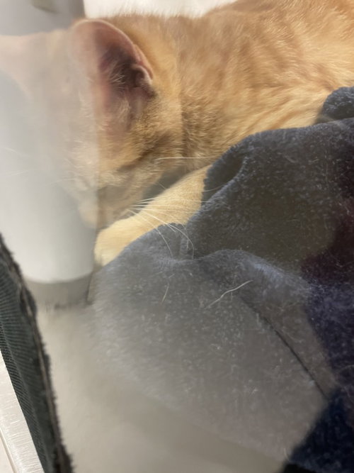A929353 - Domestic Short Hair available for adoption