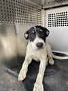 adoptable Dog in  named A929357