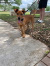 adoptable Dog in  named *PADME