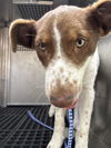 adoptable Dog in  named COOKIE CRISP