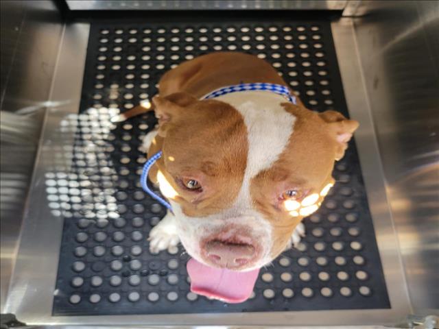 adoptable Dog in Austin, TX named KIARRA