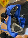 adoptable Dog in  named *TAU