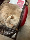 adoptable Cat in  named LADY FITZGERALD