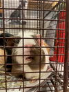 adoptable Guinea Pig in  named RUBY