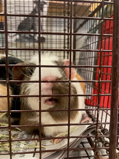 RUBY - Guinea Pig available for adoption