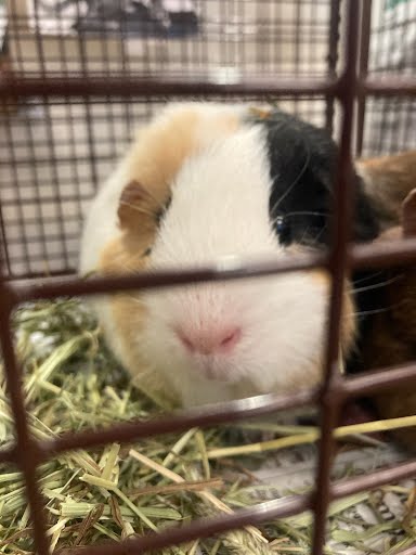 adoptable Guinea Pig in Austin, TX named BUMBLE