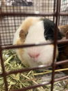adoptable Guinea Pig in  named BUMBLE