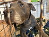 adoptable Dog in  named A928543