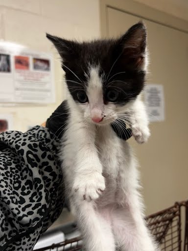 A929441 - Domestic Short Hair available for adoption