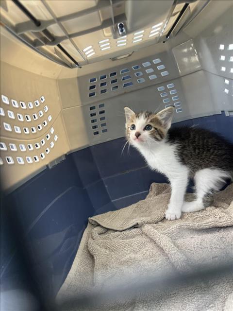 A929442 - Domestic Short Hair available for adoption