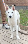 adoptable Dog in  named A929450
