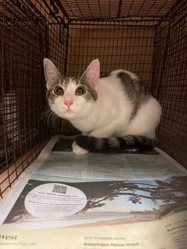 A929516 - Domestic Short Hair available for adoption