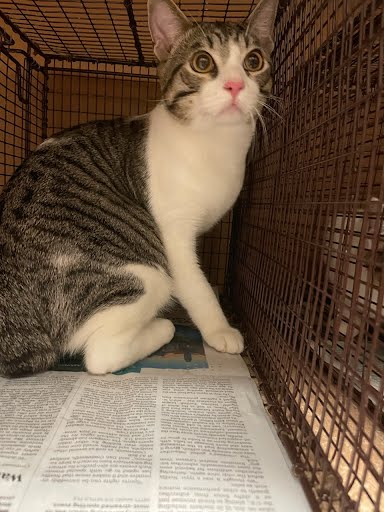 A929517 - Domestic Short Hair available for adoption
