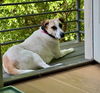 adoptable Dog in  named *QUEEN IDUNA