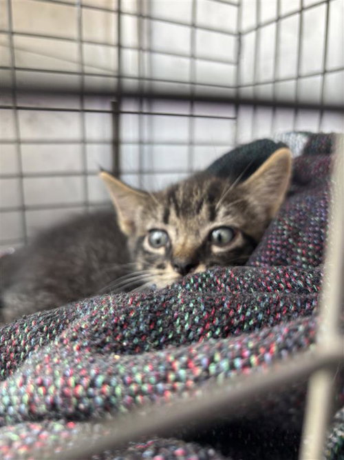 A929413 - Domestic Short Hair available for adoption