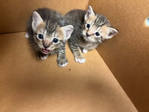 picture of the cat needing adoption