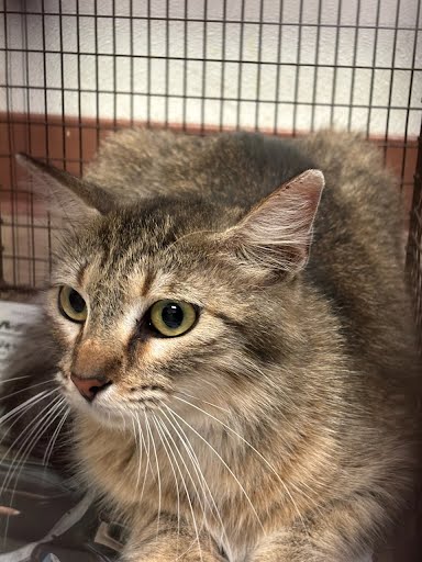 *VERA - Domestic Medium Hair available for adoption