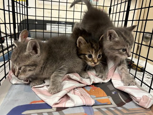 A929501 - Domestic Short Hair available for adoption