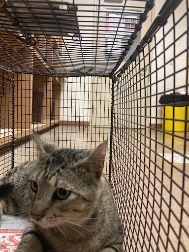 A929509 - Domestic Short Hair available for adoption
