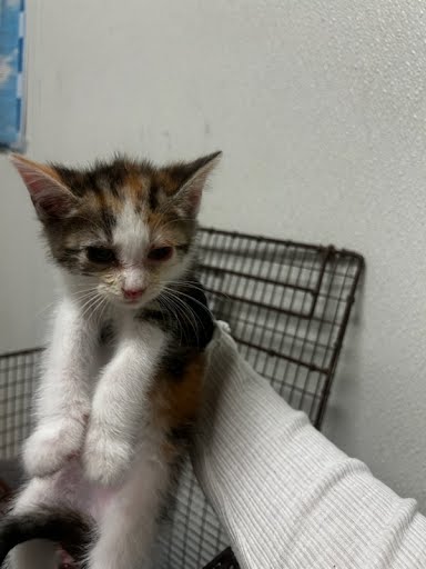 A929518 - Domestic Short Hair available for adoption