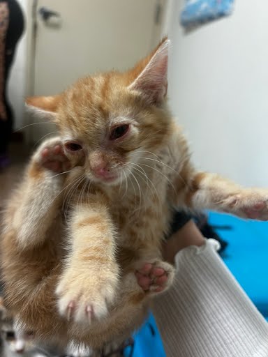 A929519 - Domestic Short Hair available for adoption