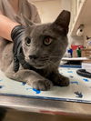 adoptable Cat in  named A929603
