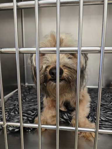 adoptable Dog in Austin, TX named A929622