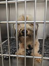 adoptable Dog in  named A929622