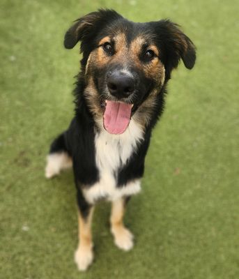 *CORIANDER - German Shepherd Dog available for adoption