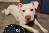 adoptable Dog in  named *POTATO