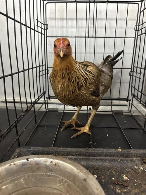 A929378 - Chicken available for adoption